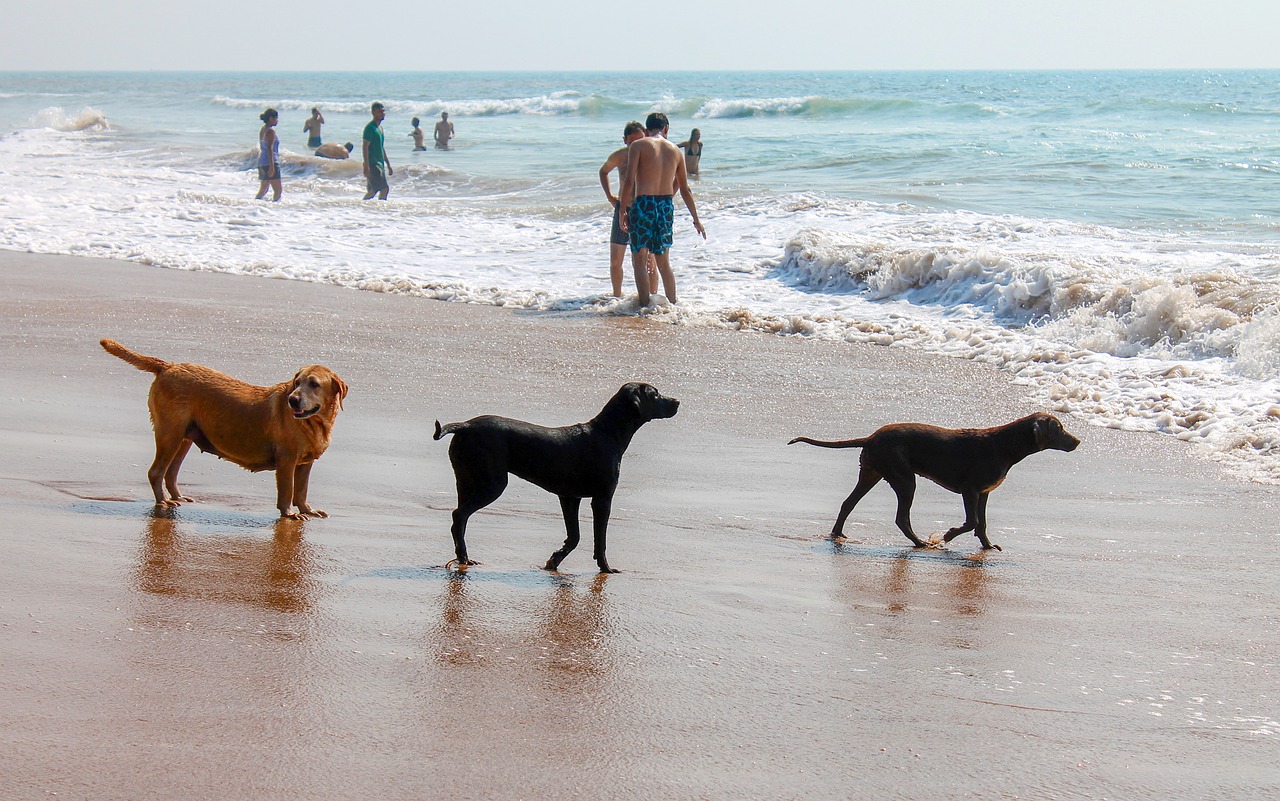 Beach Dogs
