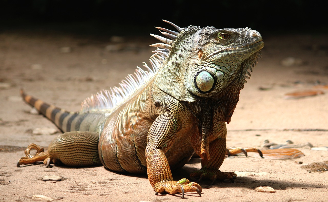 Iguanas